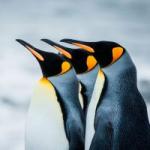 De ce pinguinii visează mult în apă?