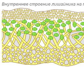 Lichens crustacés : description, structure, signification dans la nature