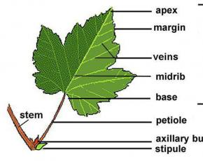 External structure of leaves